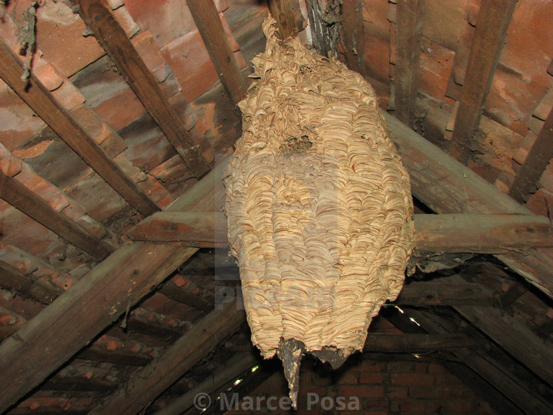 Single hornet nest